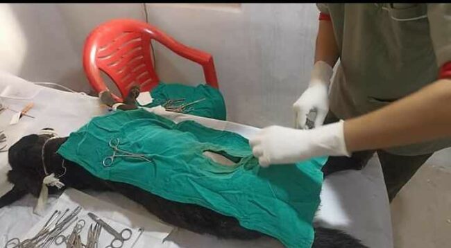 बुटवलमा सामुदायिक कुकुरको बन्ध्याकरण र रेविजविरुद्धको खोप
