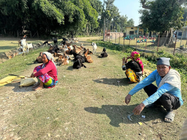 बर्दियामा बाघको ताण्डव , १० वर्षमा २४ को ज्यान लियो