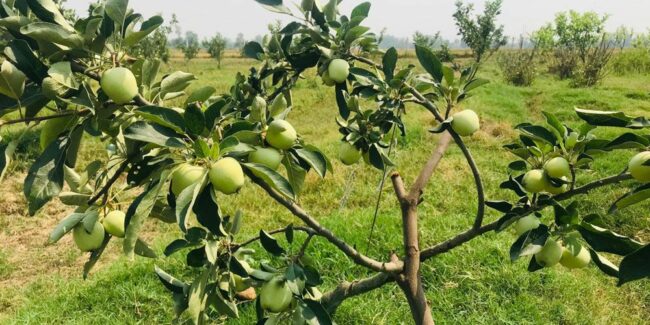 तराईको प्रचण्ड गर्मीमा पनि फल्यो लटरम्म स्याउ