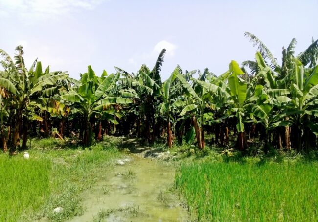वन्यजन्तुले बाली सखाप पार्न थालेपछि उदयपुरका किसान केराखेतीमा आकर्षित