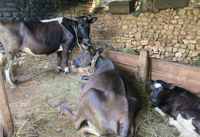 गाई पालन र घाँस बिक्रीबाट राम्रो आम्दानी