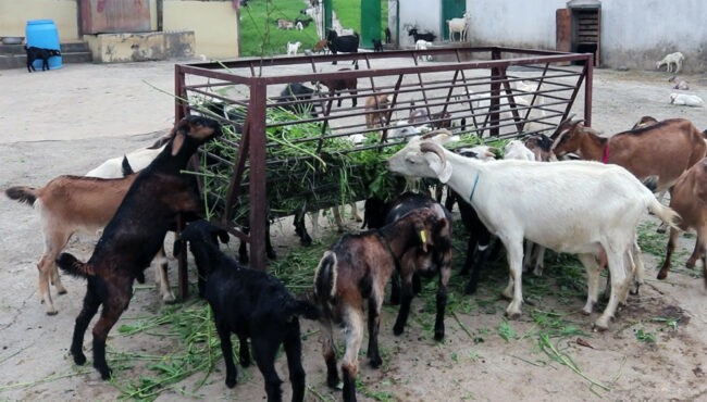 चित्लाङमा दूध दिने बाख्रा विकास गरिँदै