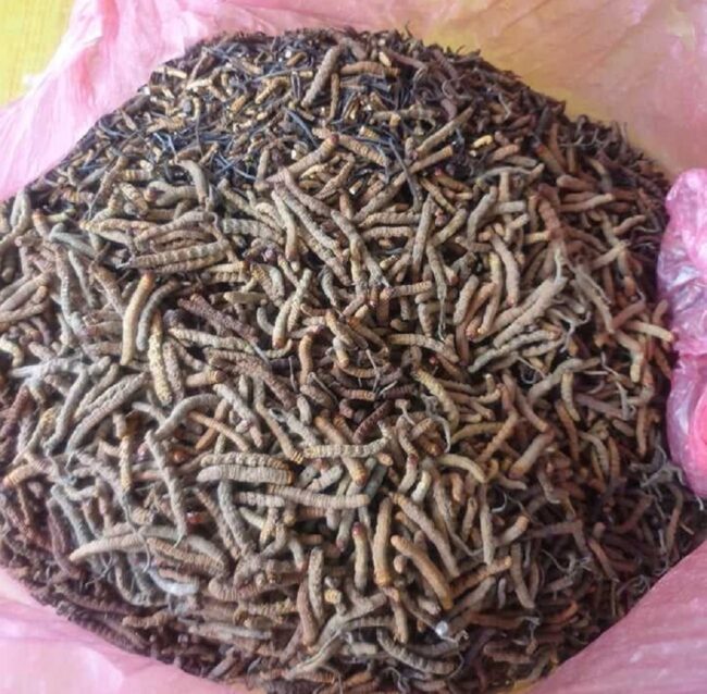 यार्सागुम्बा’ अर्थात् महङ्गो जैविक कीराको खोजी