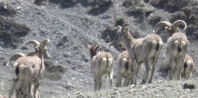 साहसिक सिकार खेलका लागि  प्रसिद्ध ढोरपाटन सिकार आरक्ष’, एउटा नाउर सिकार गरेको राजस्व २३ लाख!