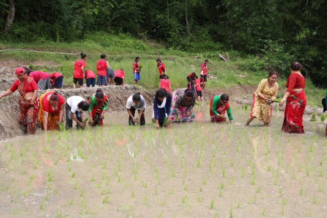 धनकुटामा असार १५ सम्म ११ प्रतिशत खेतमा धान रोपाईं