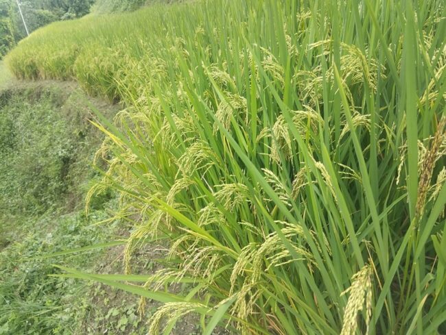 पाखो बारीमा धान खेती : न पानी चाहिने, न खेत नै चाहिने