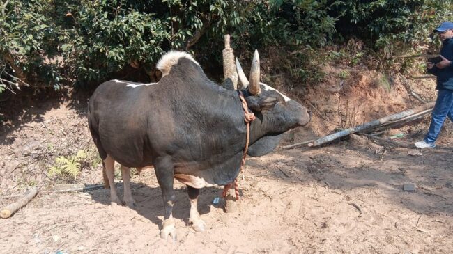 नुवाकोटबाट डेढ लाखमा ल्याइएको गोरु बन्यो गोरु जुधाई मेलाको च्याम्पियन